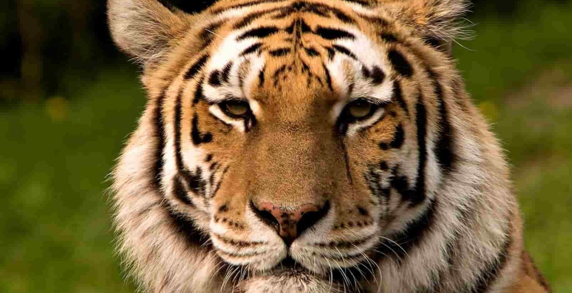 tigre