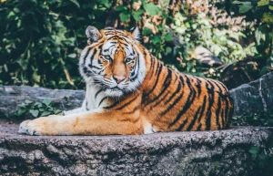tigre de malasia