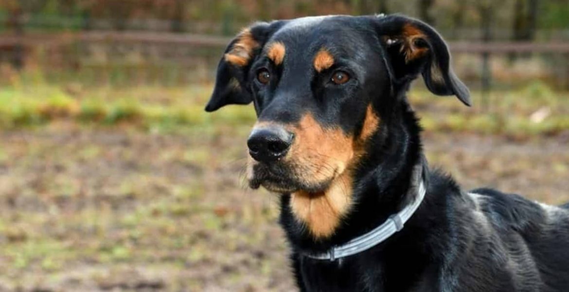 collar antipulgas causa 1700 muertes