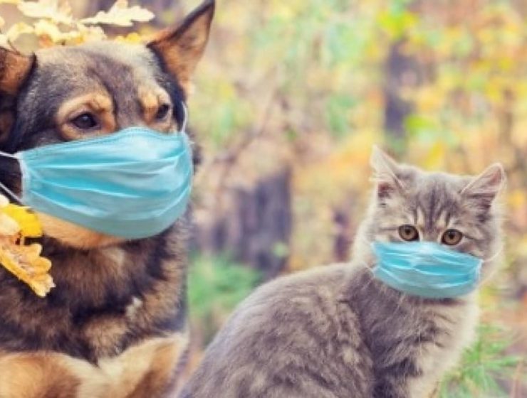 mascotas cepa britanica covid