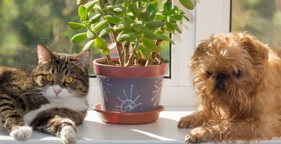 5 plantas buenas para mascotas