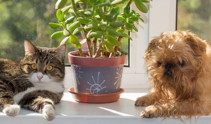 5 plantas buenas para mascotas