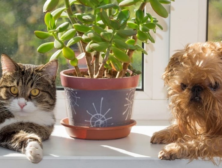 5 plantas buenas para mascotas