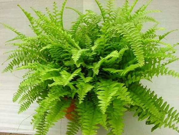 Planta Helecho