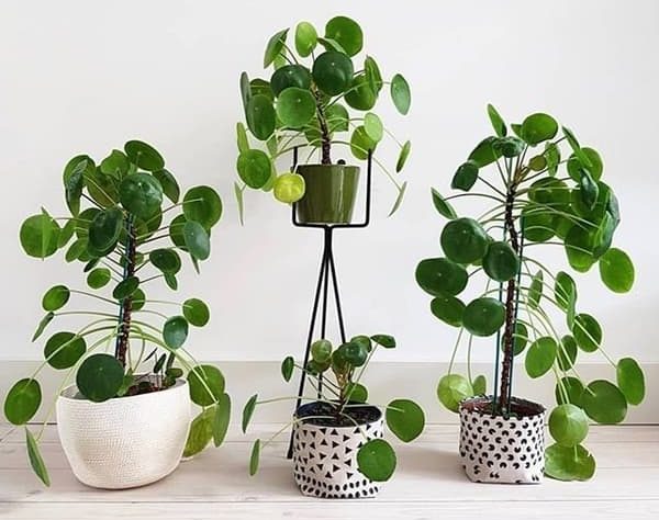 Planta Pilea Peperomioides