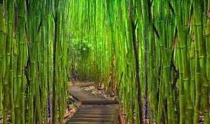 Plantas para el baño: cuáles son las mejores opciones 18