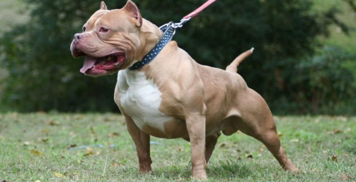 17 razas de perros peligrosos