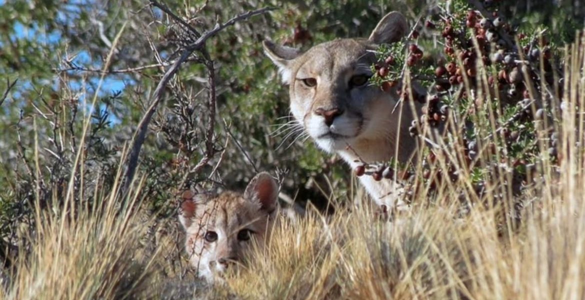 caza animales vida silvestre