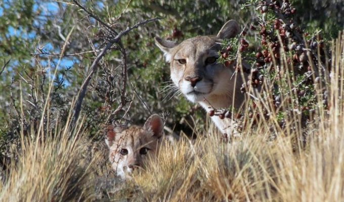 caza animales vida silvestre