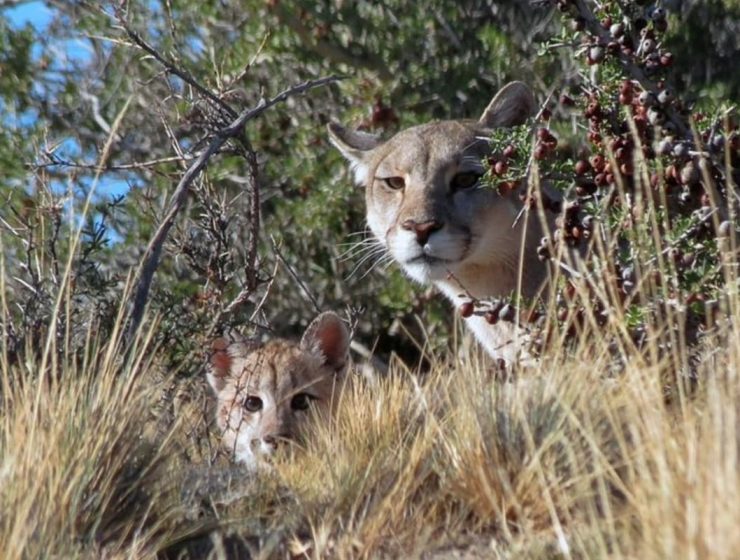 Leyes que atrasan: el Gobierno de Chubut paga la caza de pumas y zorros 11 caza animales vida silvestre