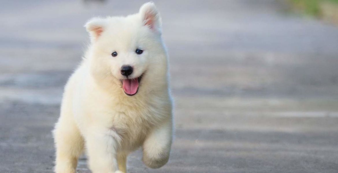 La empresa Yappy ofrece 28.000 euros por cuidar perros 2