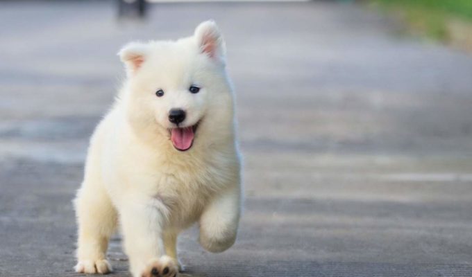 La empresa Yappy ofrece 28.000 euros por cuidar perros 5