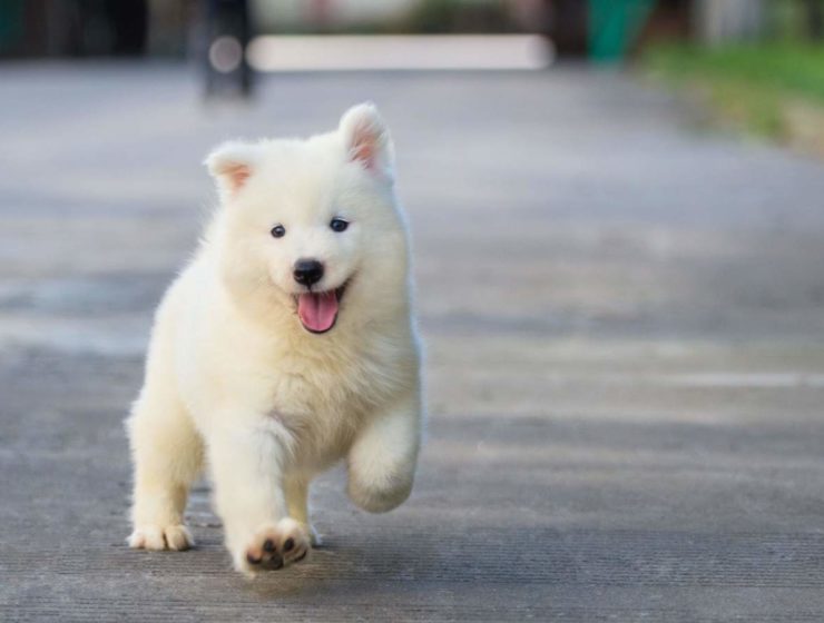 La empresa Yappy ofrece 28.000 euros por cuidar perros 14