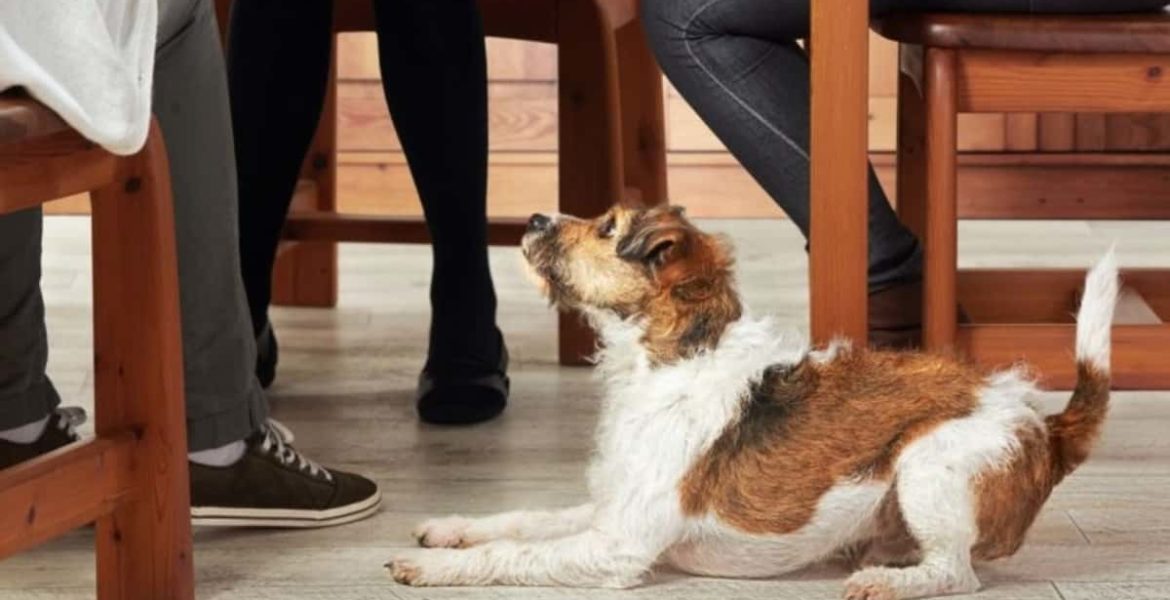 Qué hacer para que tu perro no pida comida en la mesa 3