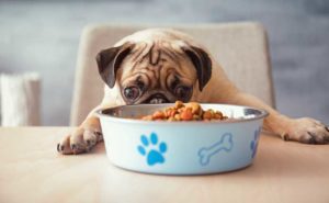 ¿Conviene dormir con tu mascota? Lo que dice la ciencia 8