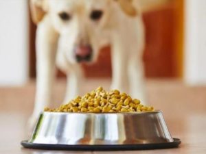 Qué hacer para que tu perro no pida comida en la mesa 5