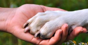 Adoptar una mascota en Buenos Aires: cómo y dónde hacerlo 13