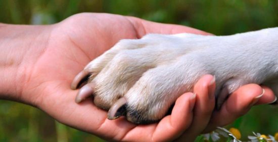 Por qué perder a un perro puede ser tan duro como perder a un familiar o a un amigo 9