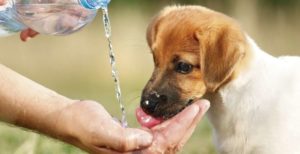 Adoptar una mascota en Buenos Aires: cómo y dónde hacerlo 17