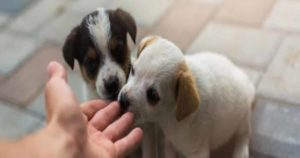 Qué tener en cuenta al momento de adoptar una mascota 7