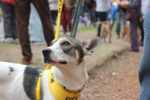 Una señal que puede salvarle la vida a tu mascota 16