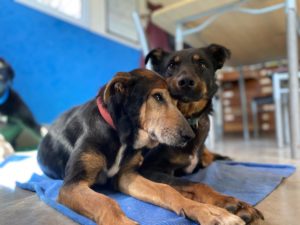 Adoptar una mascota en Buenos Aires: cómo y dónde hacerlo 15
