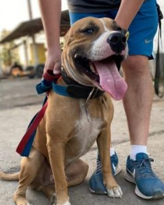 Adoptar una mascota en Buenos Aires: cómo y dónde hacerlo 16