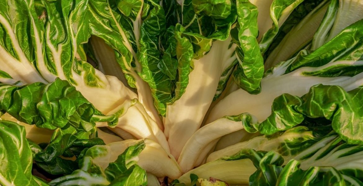 como congelar acelga