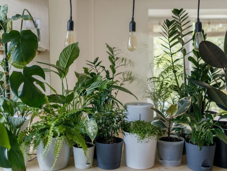 falta de hierro en plantas