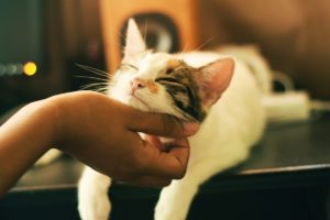 cómo cortarle las uñas a un perro agresivo