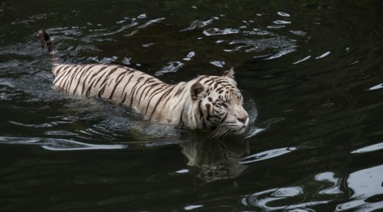 año del tigre de agua