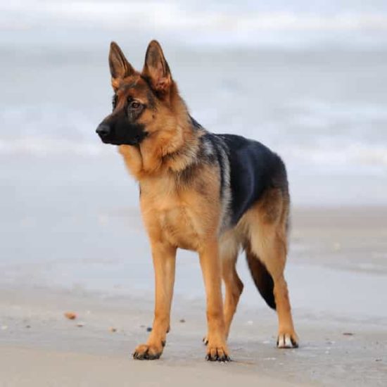 perro de raza pastor alemán perro de raza pastor alemán