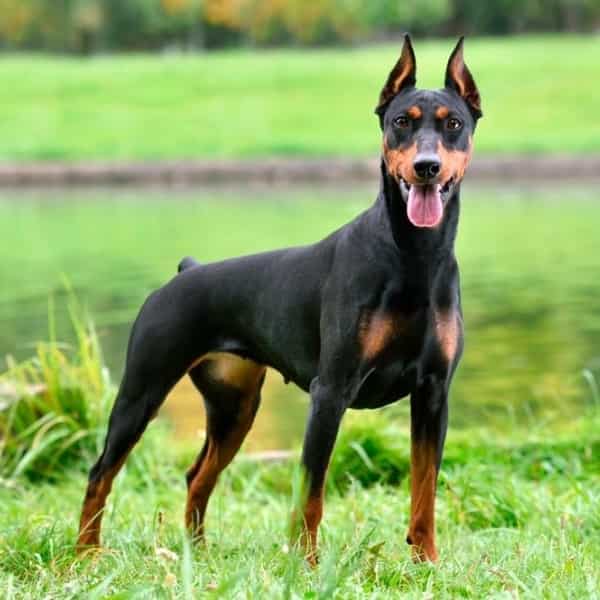 Las 10 razas de perros más fáciles de entrenar 4