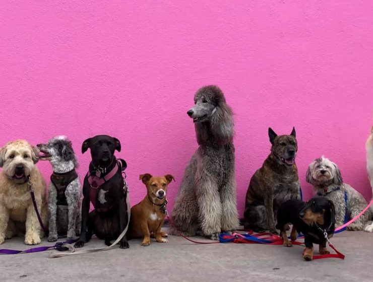 Las 10 razas de perros más fáciles de entrenar 2