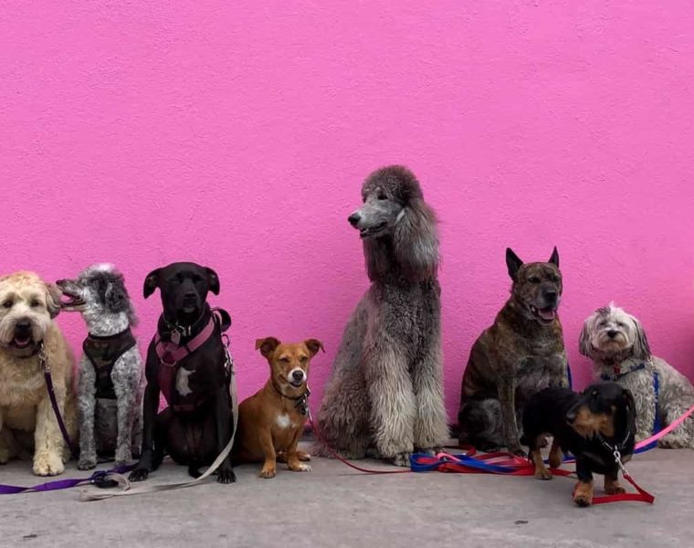 Las 10 razas de perros más fáciles de entrenar 2