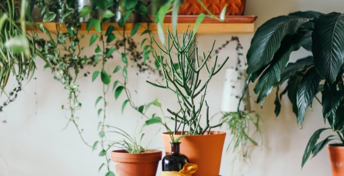 vinagre para plantas