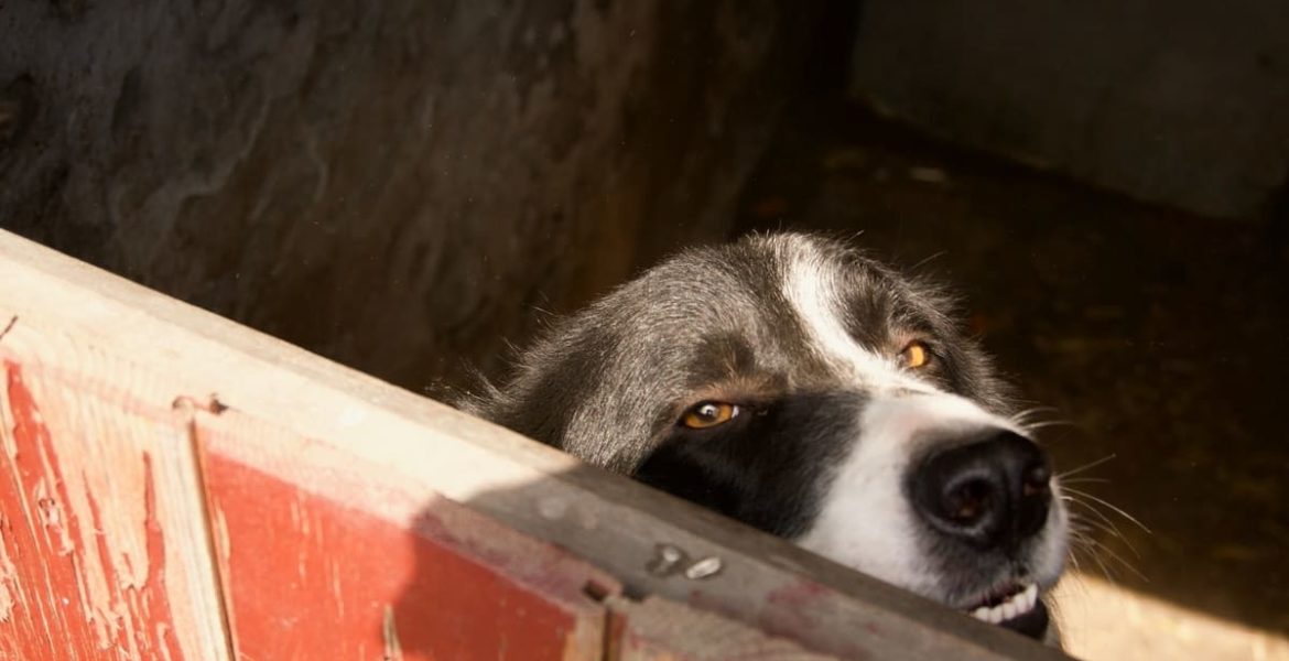 ley de perros peligrosos