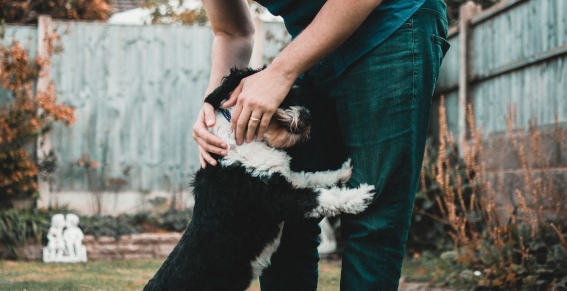 Una señal que puede salvarle la vida a tu mascota 6