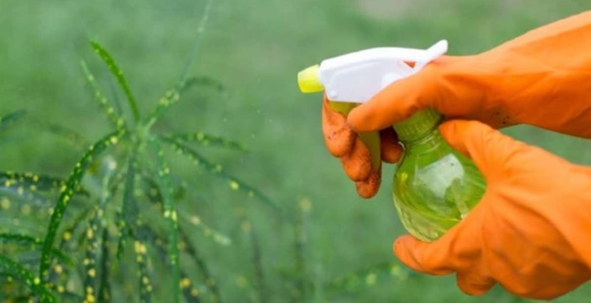 Beneficios de usar vinagre en el césped 4