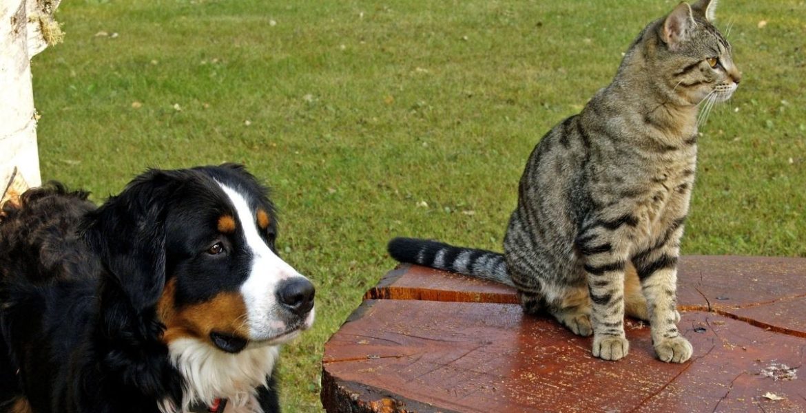 ¿Mi mascota se da cuenta cuando la estoy pasando mal? 5