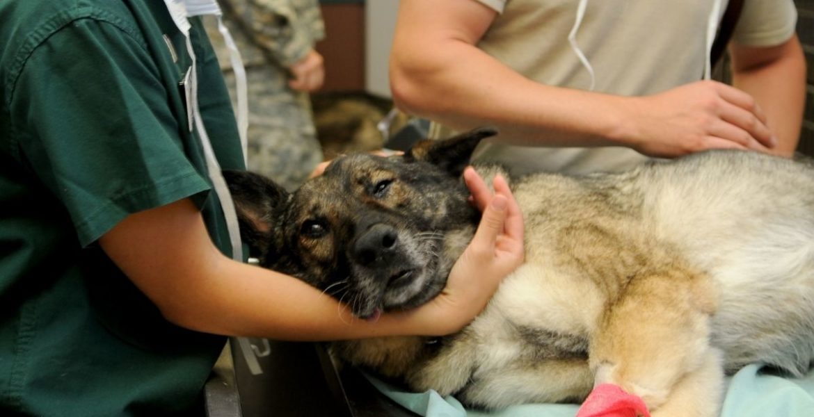 Acompañarlos hasta el final: el consejo de una veterinaria 4