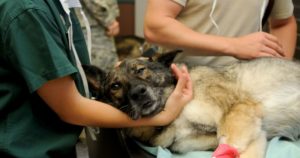 No hay que subestimar el dolor emocional por la muerte de una mascota 15