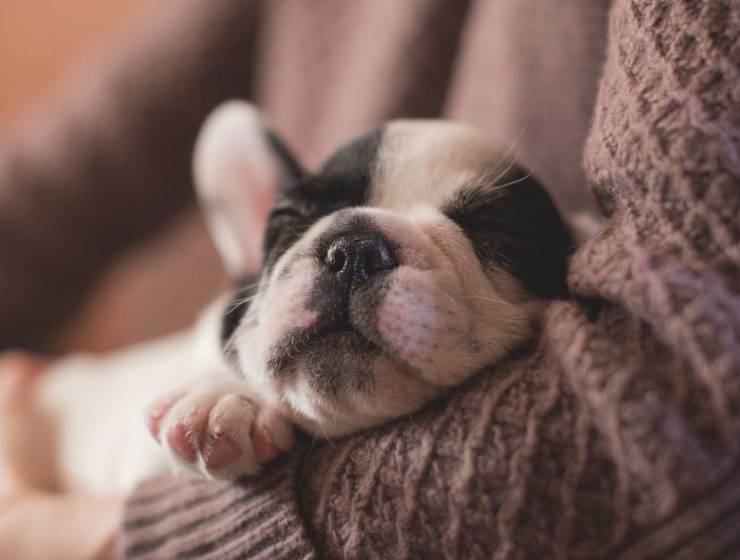 Qué tener en cuenta al momento de adoptar una mascota 1