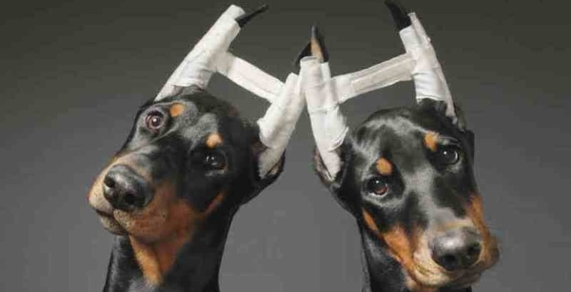 Buscan eliminar las mutilaciones de mascotas en Mendoza 3