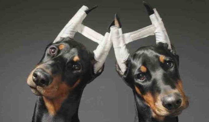 Buscan eliminar las mutilaciones de mascotas en Mendoza 4