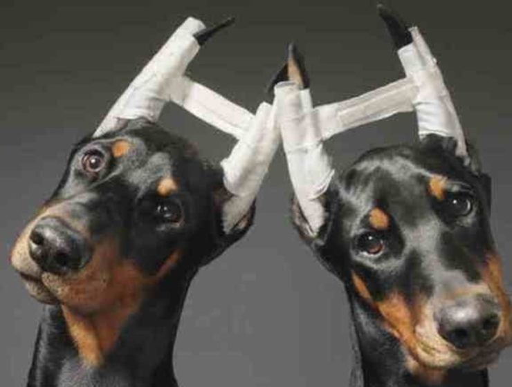 Buscan eliminar las mutilaciones de mascotas en Mendoza 8