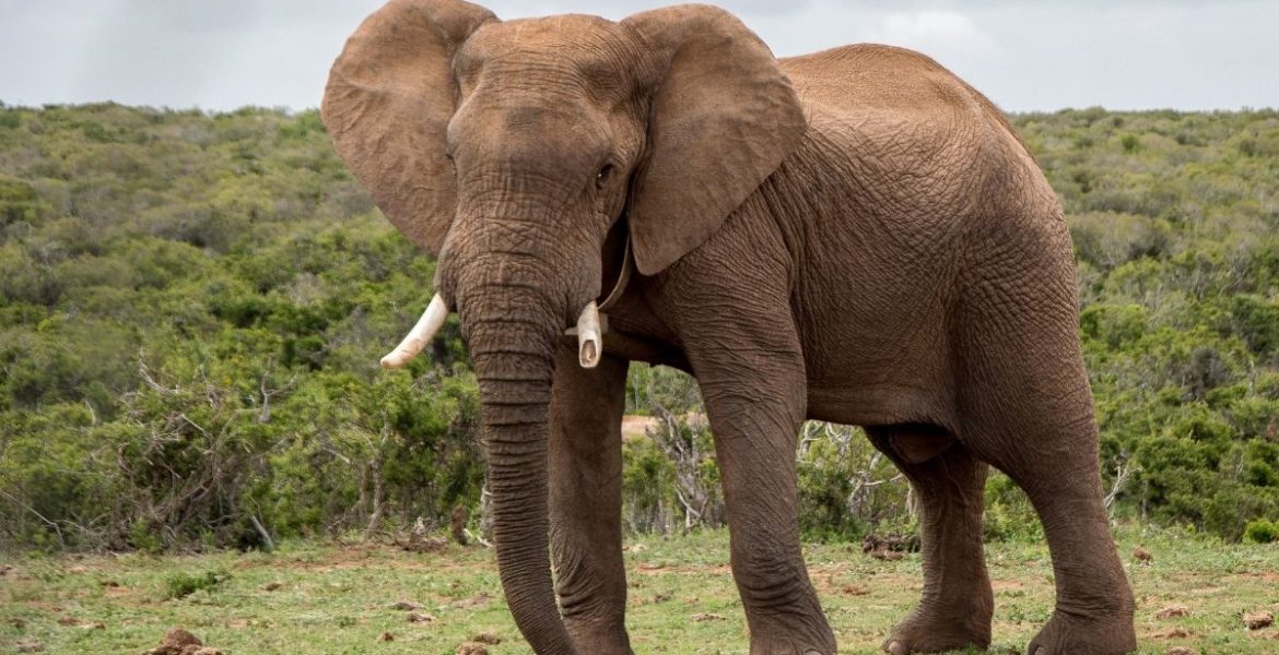 Enojo mundial: pagó 50.000 dólares para matar a un elefante único en el mundo 4