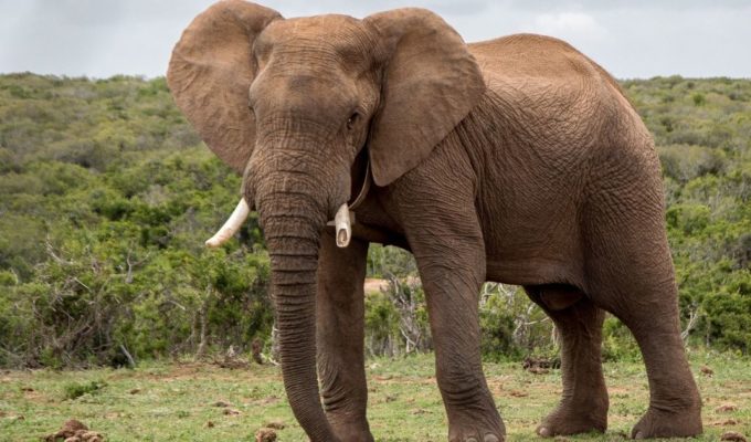 Enojo mundial: pagó 50.000 dólares para matar a un elefante único en el mundo 3