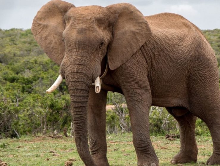 Enojo mundial: pagó 50.000 dólares para matar a un elefante único en el mundo 3 Enojo mundial: pagó 50.000 dólares para matar a un elefante único en el mundo 2