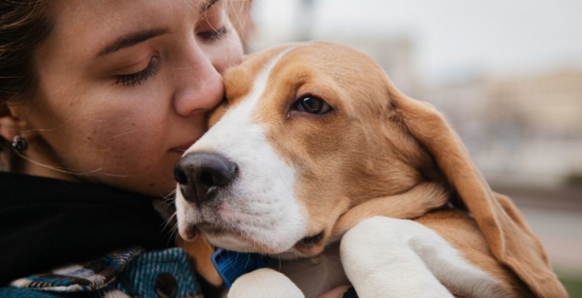 perros comen zanahoria